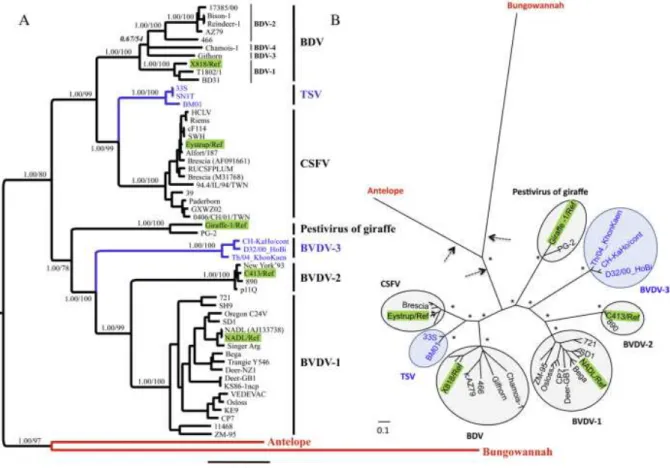 Figure  2 :  Phylogénie  et  classification  des  pestivirus  :  arbre  A  mi  enraciné  et  arbre  B  sans  racine