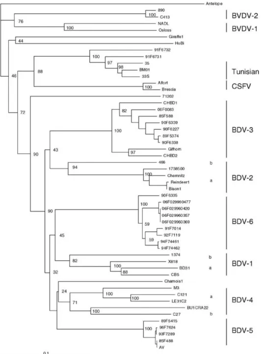 Figure  3  :  Arbre  phylogénétique  des  souches  BDV  isolées  en  France  entre  1985  et  2006  à  partir  de  la  comparaison des séquences N pro  (Dubois et al., 2008)