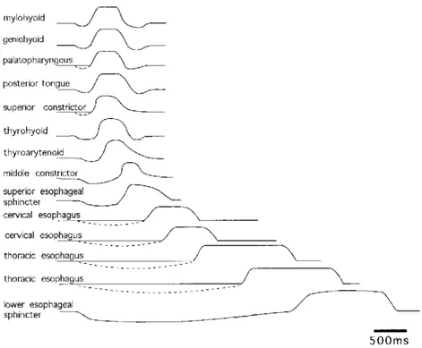 Figure 3 : Étude électromyographique montrant la séquence d’activation motrice  stéréotypée de la déglutition (Jean 2001).