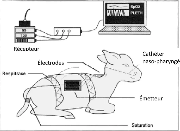 Figure 9 : Schématisation d'un agneau instrumenté pour l'enregistrement