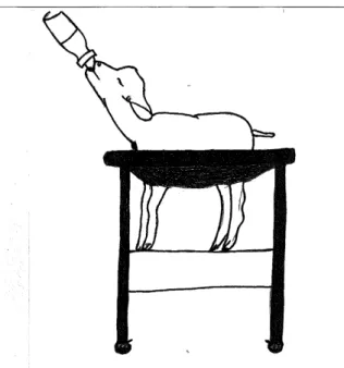 Figure 10 : Schéma d'un agneau positionné pour l'enregistrement des DN 