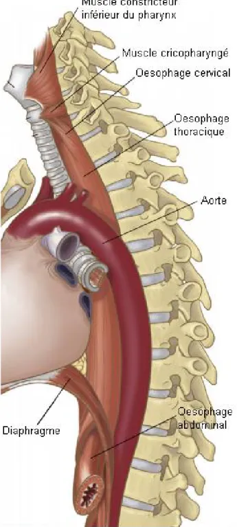 Figure 1 : anatomie de l’œsophage et son positionnement au niveau du médiastin.  Figure adaptée de Oezcelik et al., 2011 