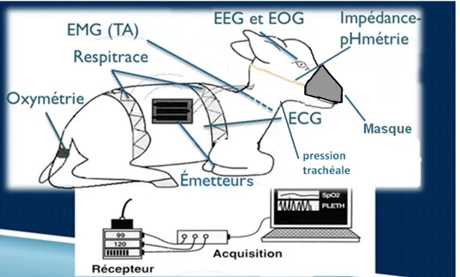 Figure  10 :  Schéma de l’agneau instrumenté pour les enregistrements. ECG :  électrocardiogramme, EEG : électroencéphalogramme, EMG : électromyogramme,  EOG : électrooculogramme, TA : muscles thyroaryténoïdiens