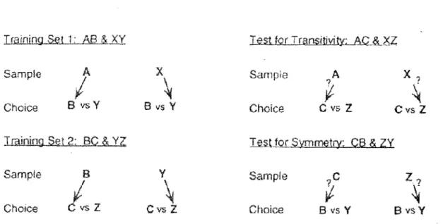 Figure 4. Protocole expérimental des tests de transitivité et de symétrie. Source: Bunsey et  Eichenbaum (1996).