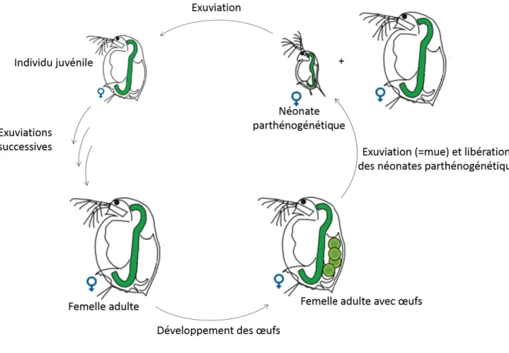 Figure 3 – Reproduction parthénogénétique de Daphnia magna [2]