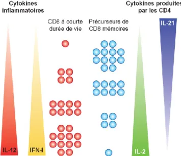 Figure 3 : Influence des cytokines pro-inflammatoires dans la génération des  lymphocytes T CD8 mémoires