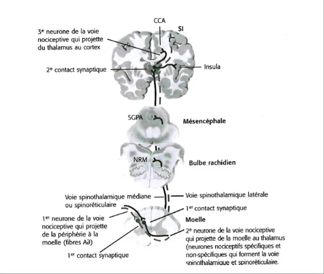 Figure 1 : Système de modulation de la douleur 