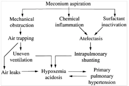 Figure 1. Schéma de la physiopathologie du syndrome d’aspiration méconiale. (Tiré  de Fanaroff 2008 