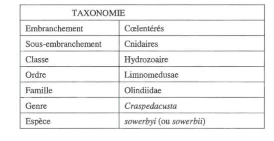 Tableau  1.1: Classification de  Craspedacusta sowerbyi 
