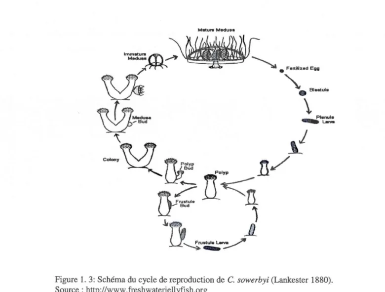 Figure  1.  3:  Schéma du  cycle de reproduction de C.  sowerbyi (Lankester 1880).  Source : http://www.freshwaterjellyfish.org 