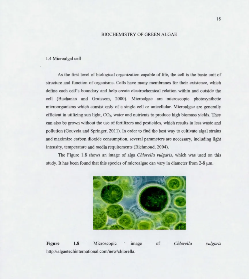 Figure  1.8  Microscopie  1mage  of  Chlorella  vulgaris  http: /  /algaetech  i nternational.corn/new/ch  lore lia