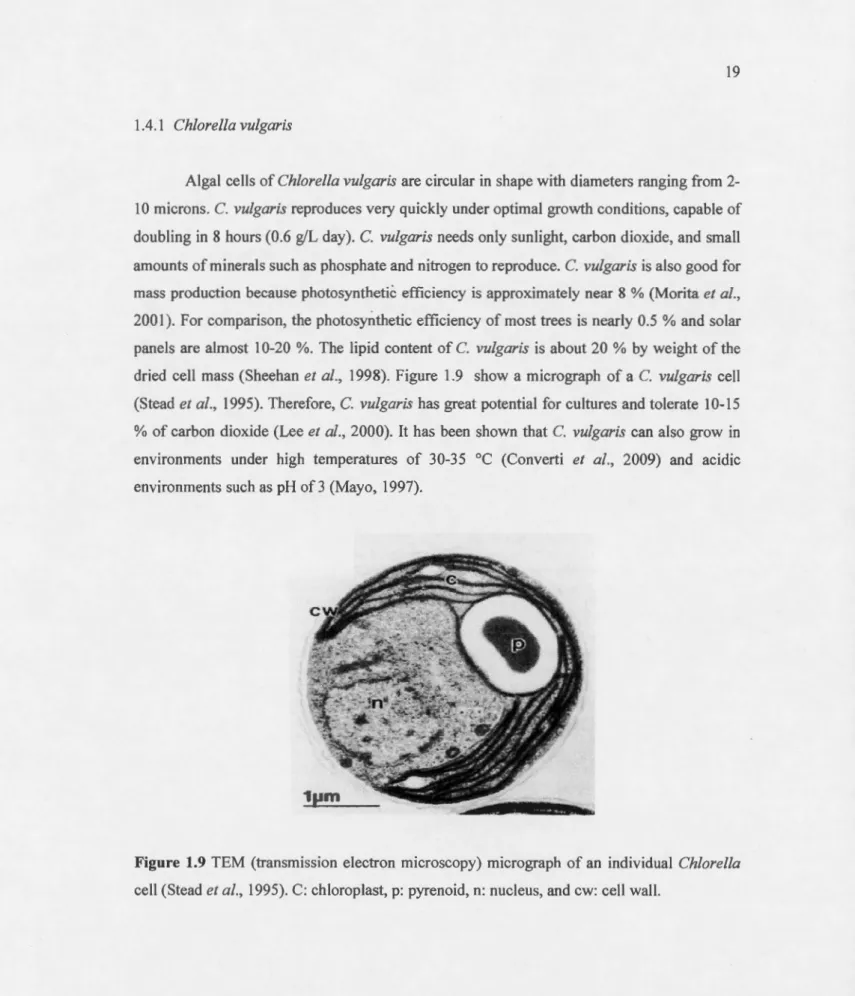 Figure  1.9  TEM  (transmi ss io n  electro n  microscopy)  micrograph  of an  indiv idual  Ch/orel/a  cell  (Stead  et al.,  1 995) 