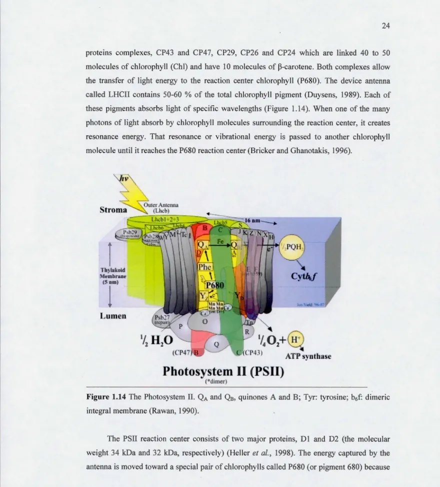 Figure  1.14  The Photosystem  II . QA  and  Q 8,  quinones  A  and  B;  Tyr: tyrosine;  b 6 f:  dimeric  integral  membrane (Rawan, 1990)