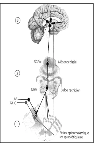 Figure 3. Structures cérébrales et douleur 