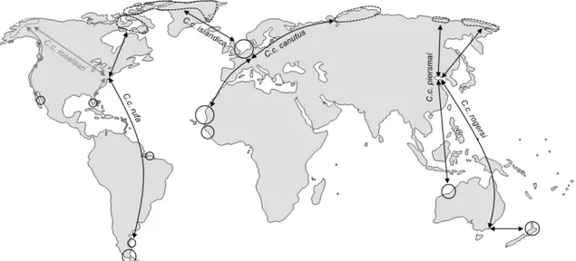 Figure 2.1  Répartition globale et voies migratoires du bécasseau maubèche. Les  aires d’hivernage sont représentées par des cercles de tailles variables  selon la proportion des populations qu’elles accueillent et les aires 