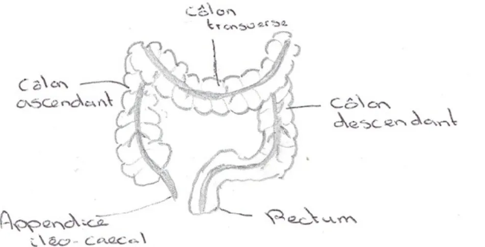 Figure 1 – Morphologie du côlon 