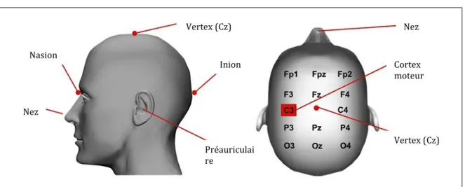 Figure 3. Localisation du cortex moteur 