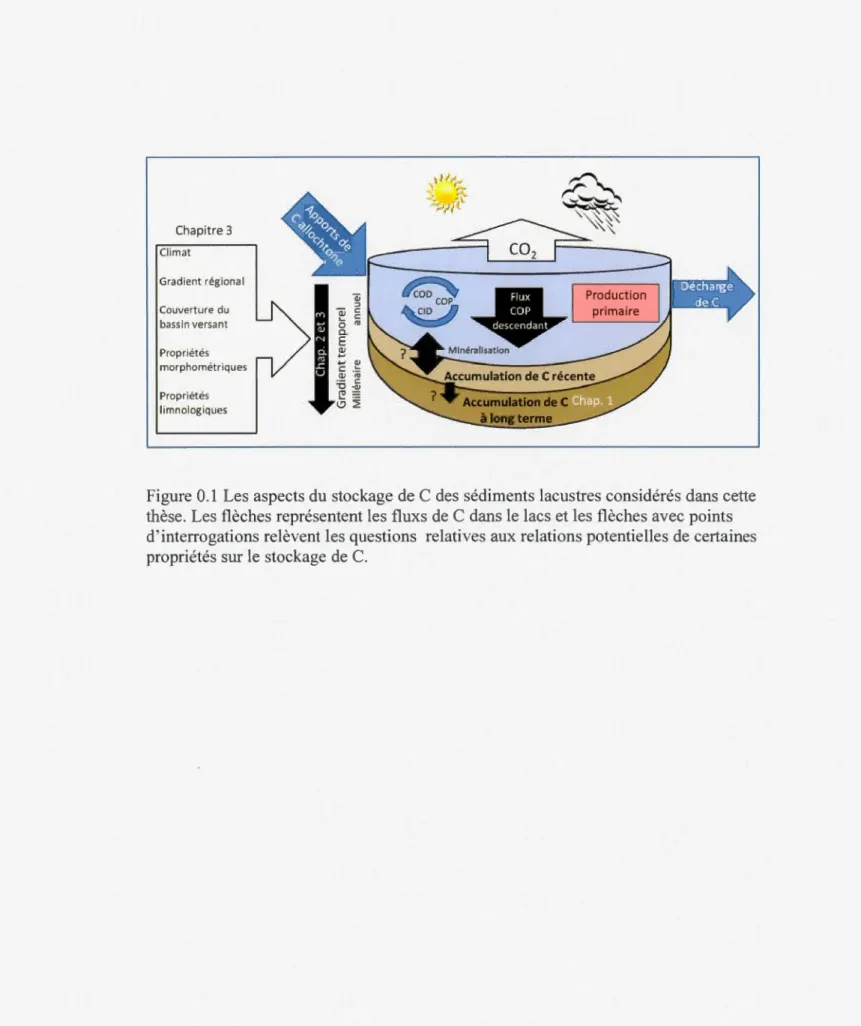 Figure 0.1  Les aspects du  stockage de C des  sédiments lacustr es  considérés  dan s cette  thèse 
