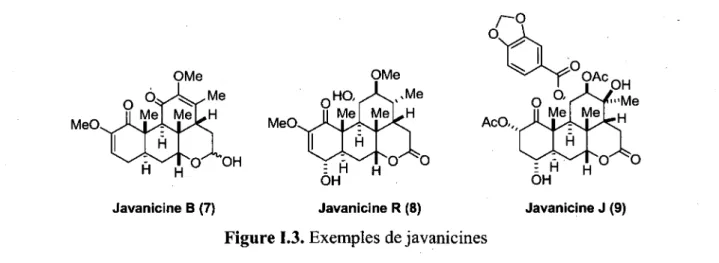 Figure 1.3. Exemples de javanicines 