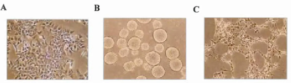 Figure 1.2  Micrograhies  de  cellules  P19. ·  A  Cellules  non-différenciées.  B  Cellules  regroupés  en  sphéroïdes  flottants  en  présence  d' AR  à  J4  de  la  différenciation
