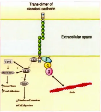 Figure 1.10  Modèle  simplifié  du  complexe  cadhérine-caténine.  Dans  la  reg10n  cytoplasmique, une cadhérine lie la p 120 et la  P-caténine