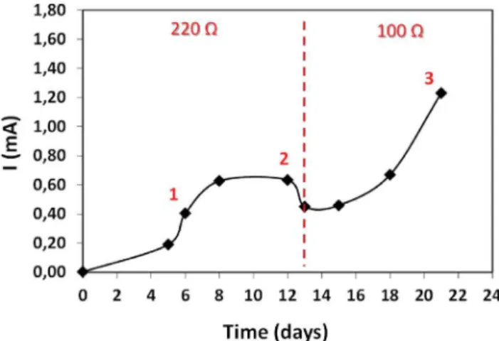Fig. 2 e Evolution of the current supplied by a single medium MFC implemented in marine sediments