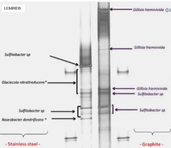 Fig. 6 e Analysis of the bacterial composition of electro- electro-active biofilms collected on stainless steel and graphite electrodes by denaturing gradient gel electrophoresis (DGGE)