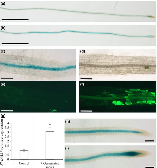 Fig. 1 Localization of Sl-IAA27 expression in roots of pSl-IAA27:: GUS plants inoculated or not with Rhizophagus irregularis