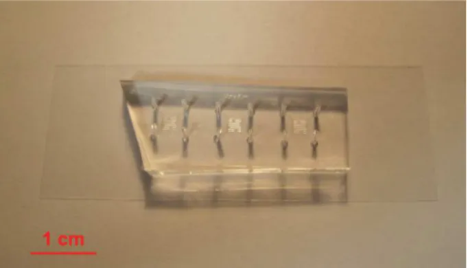 Fig. C1. Picture of the PDMS experimental chip. The PDMS is bonded on a glass cover slip.