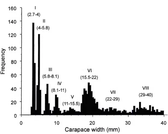Figure 3 Size frequency distribution of juvénile snow crabs, Chionoecetes opilio, collected by  beam trawl in Baie Sainte-Marguerite in May 2001