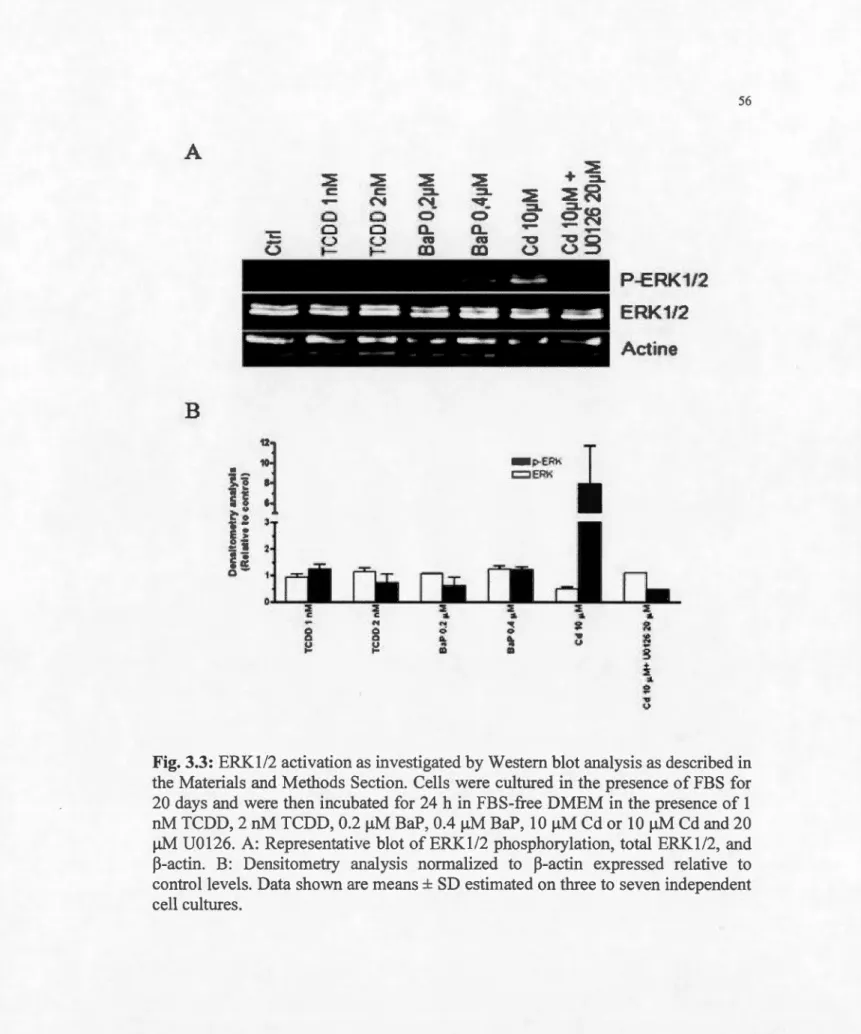 Fig. 3.3 :  ERKl/2 activation as investigated by Western blot analysis as  described in  the  Materials  and  Methods Section