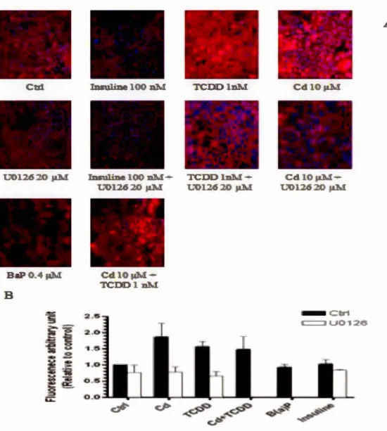 Fig.  3.5:  Evaluation  of AhR nuclear  levels  in  differentiated  cultures  (20  day-old)