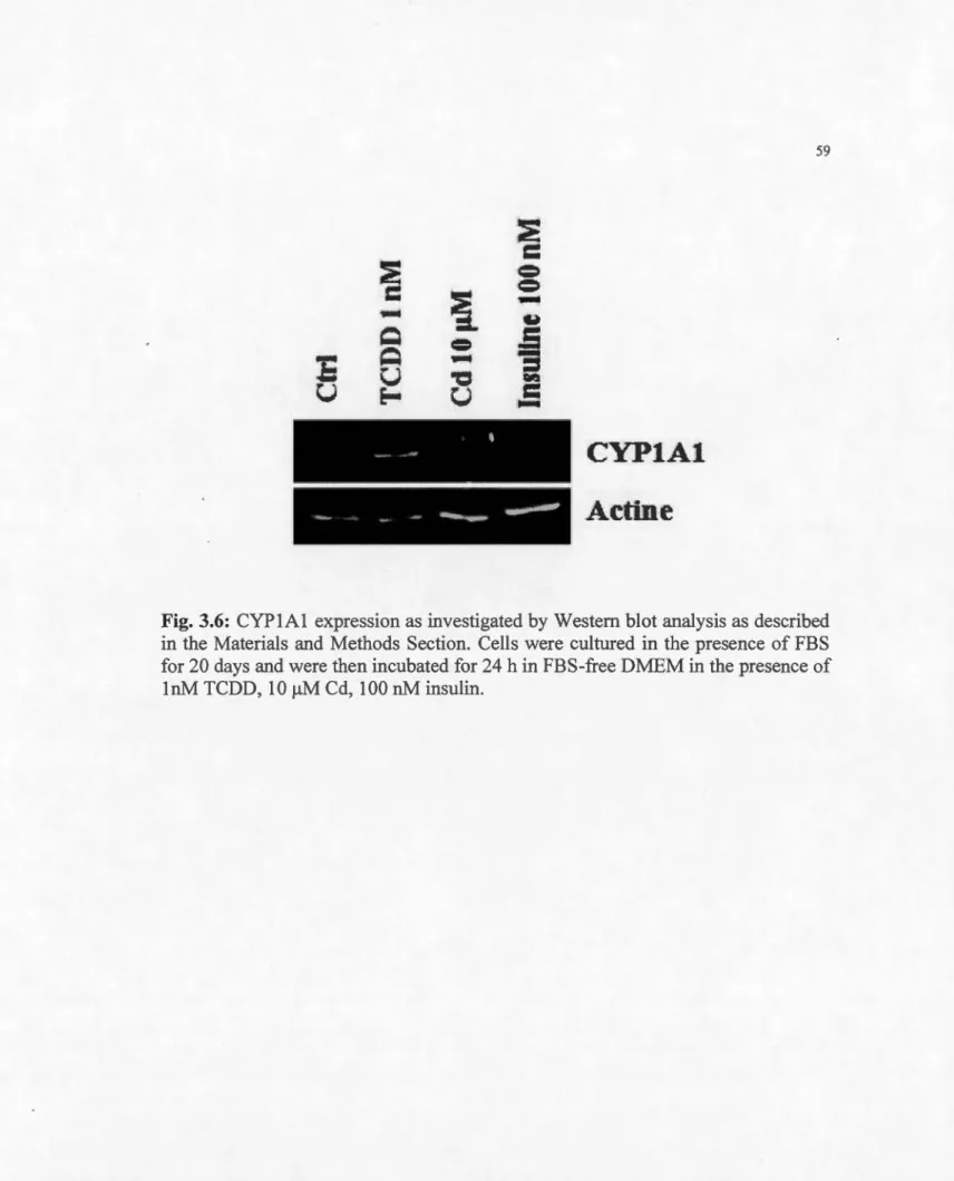 Fig.  3.6:  CYPlAl  expression as  investigated by  Western blot analysis as  described  in  the  Materials  and  Methods  Section