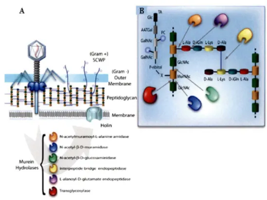 Figure 5: Sites de clivage au niveau du peptidoglycane des différentes classes  d 'endolysines 