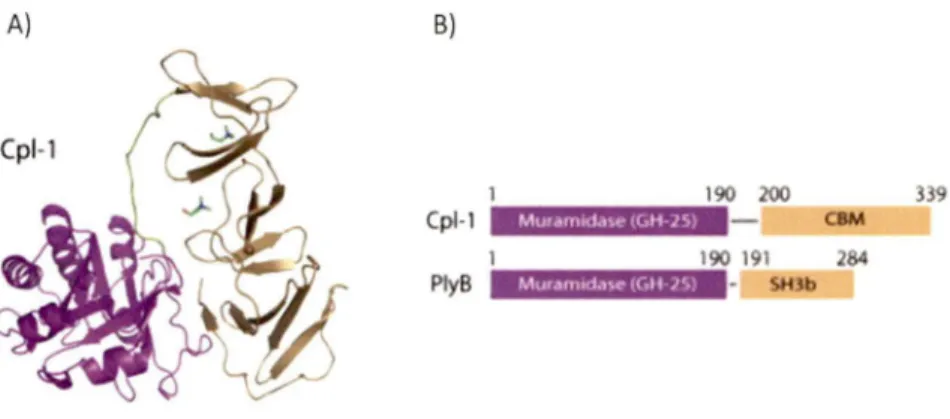 Figure 6:  Structure tridimensionnelle de Ply Cpl-1 