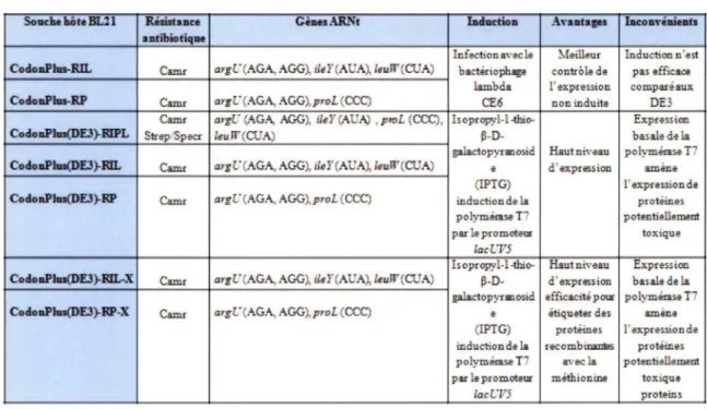 Tableau 5:  Caractéristiques des différentes souches d  'E.  coli BL21. 