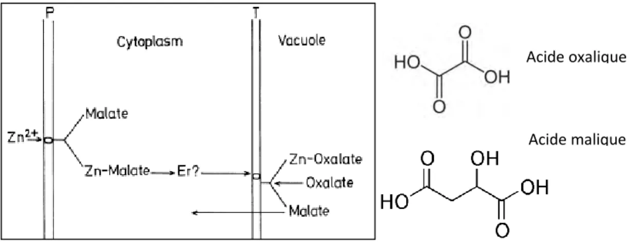 Figure 13 : Modèle du mécanisme de tolérance au Zinc chez les herbacés (P = membrane plasmique, T =  tonoplaste) (Lange, Nobel, Osmond, &amp; Ziegler, 1983)