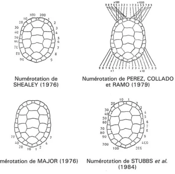 Figure 14 : Exemples de schémas de marquage sur les écailles marginales des tortues dulçaquicoles (source : (Servan et al