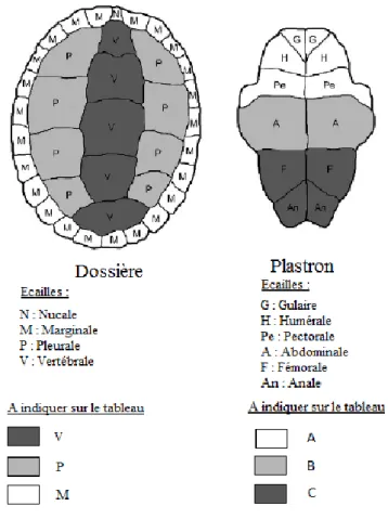 Figure 15 : Division de la dossière et du plastron en trois régions (source : (Hernandez-Divers et al