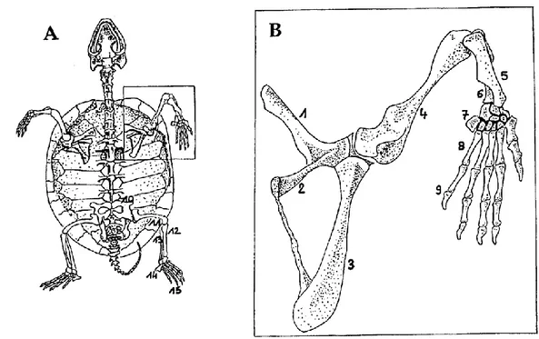 Figure 12 : Squelette des chéloniens (A) et détails du membre thoracique (B). 1 = scapula ; 2 = précoracoïde ; 3 =  coracoïde ; 4 = humérus ; 5 = radius ; 6 = ulna ; 7 = os du carpe ; 8 = os métacarpiens ; 9 = phalanges ; 10 = bassin ; 