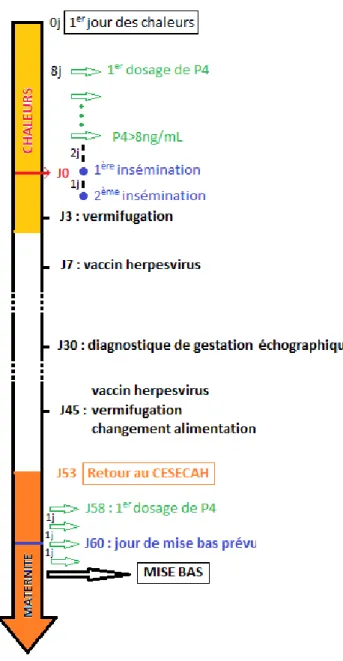 Figure 14 : Protocole de mise à la reproduction des chiennes.  P4 : progestérone 