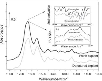 Fig. 9 Representative mean normalized FTIR spectra in the 1800–1000 cm - 1 zone of fresh and heat-denatured dermis samples