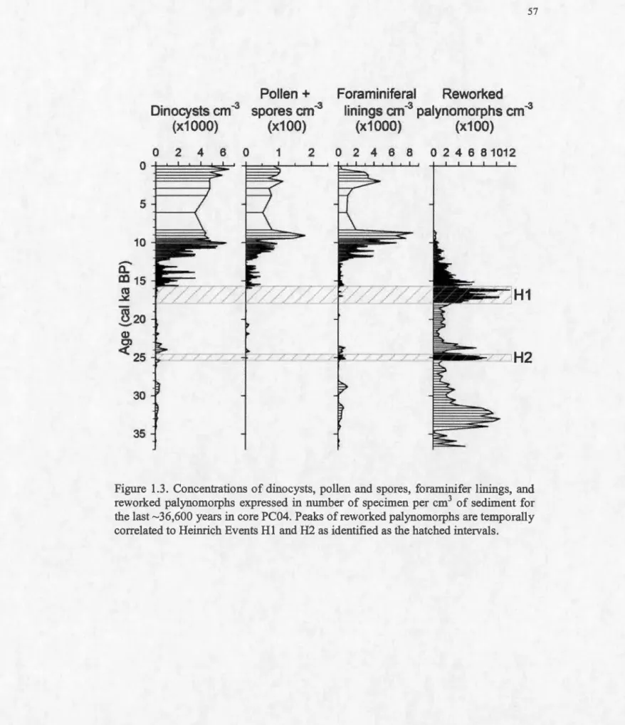 Figure  1.3.  Concentrations  of dinocysts,  pollen and  spores, foraminifer  linings,  and  reworked  palynomorphs  expressed  in  number of specimen  per cm 3  of sediment  for  the  last  ~36 ,600  years  in core PC04
