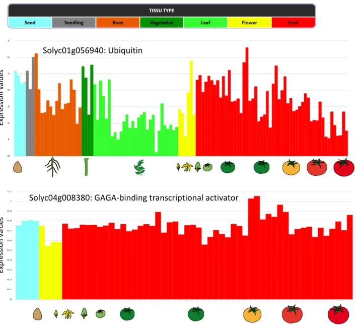 Figure 5. Bar plots of expression profiles of ubiquitin and GAGA-binding transcription factors