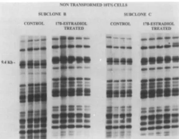 Fig. 1. DNA fingerprinting of subclones derived from the non-transformed 10T'/ 2  cells, subclones b and c