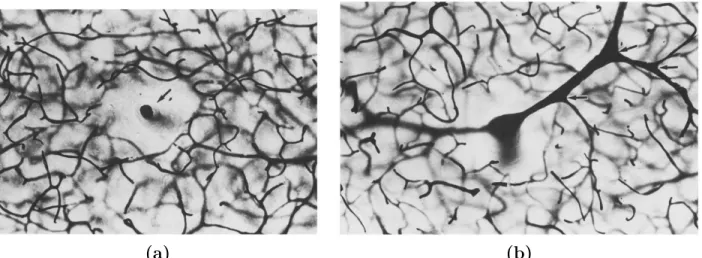 Figure 2.2: Observation of capillary-free regions in the vicinity of the largest intracortical vessels by Durvernoy