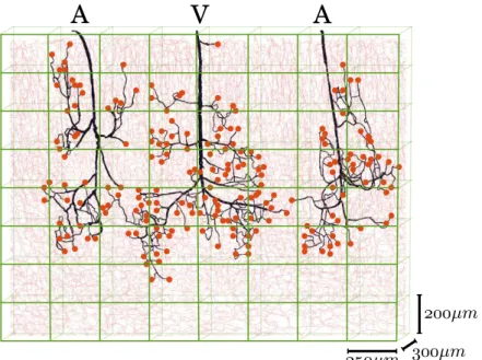 Figure 3.1: Concept of the hybrid approach. At mesoscopic scale, the capillary bed (light red vessels) is considered as a continuum, where the flow equations are averaged and discretized over a coarse mesh (green grid) using a finite volume formulation