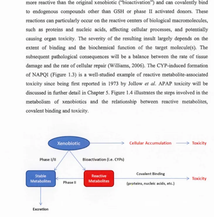 Figure  1.4  Relationship  between  xenobiotic  metabolism  and  reactive  metabolite- metabolite-induced toxicity 