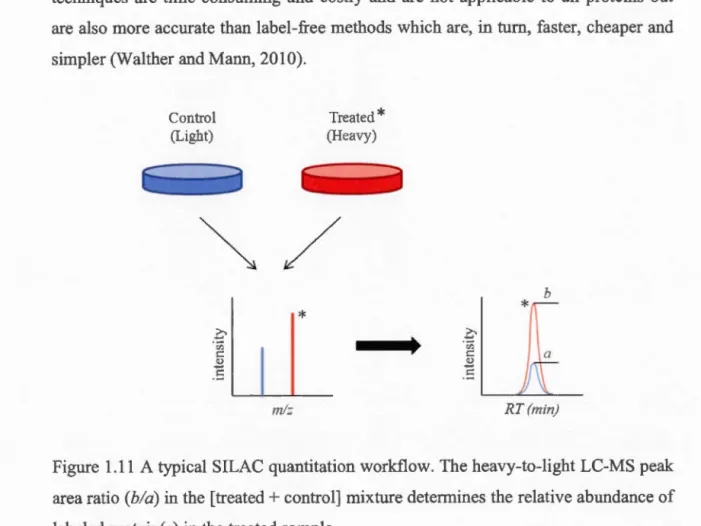 Figure  1.11  A  typical  SILAC quantitation workflow.  The heavy-to-light LC-MS peak  area ratio  (b/a)  in the  [treated  + control]  mixture determines  the relative abundance of  labeled protein(s) in the  treated sample