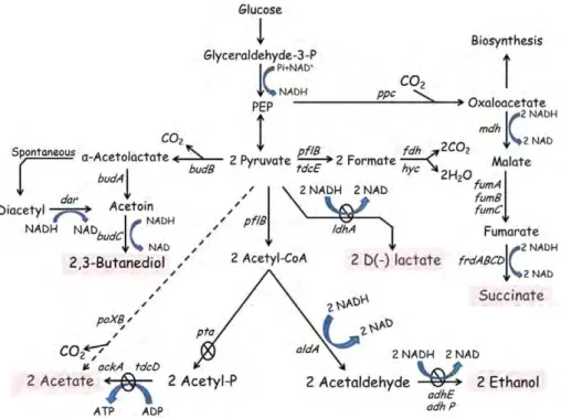 Figure 1. Fermentation pathways in K. oxytoca KMS005 under micro-aerobic conditions. Central metabolism indicating genes deleted in the engineered strain for 2,3-BD production